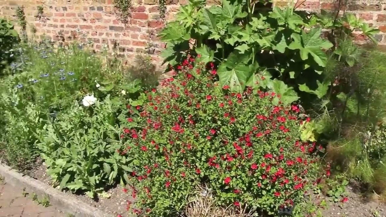 Eastcote House Gardens - Herbs in the walled garden
