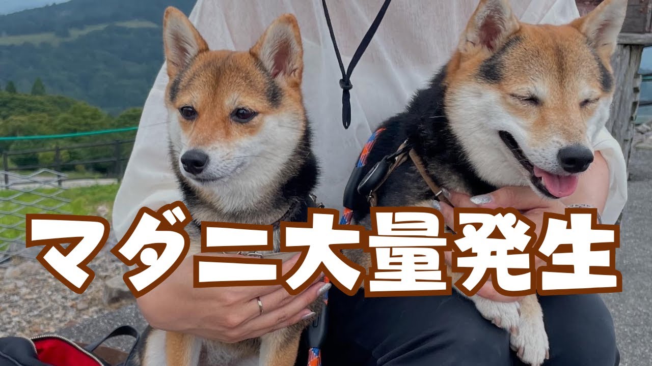 初めてマダニの大群に襲われて大慌てのケケムイ家のとある休日