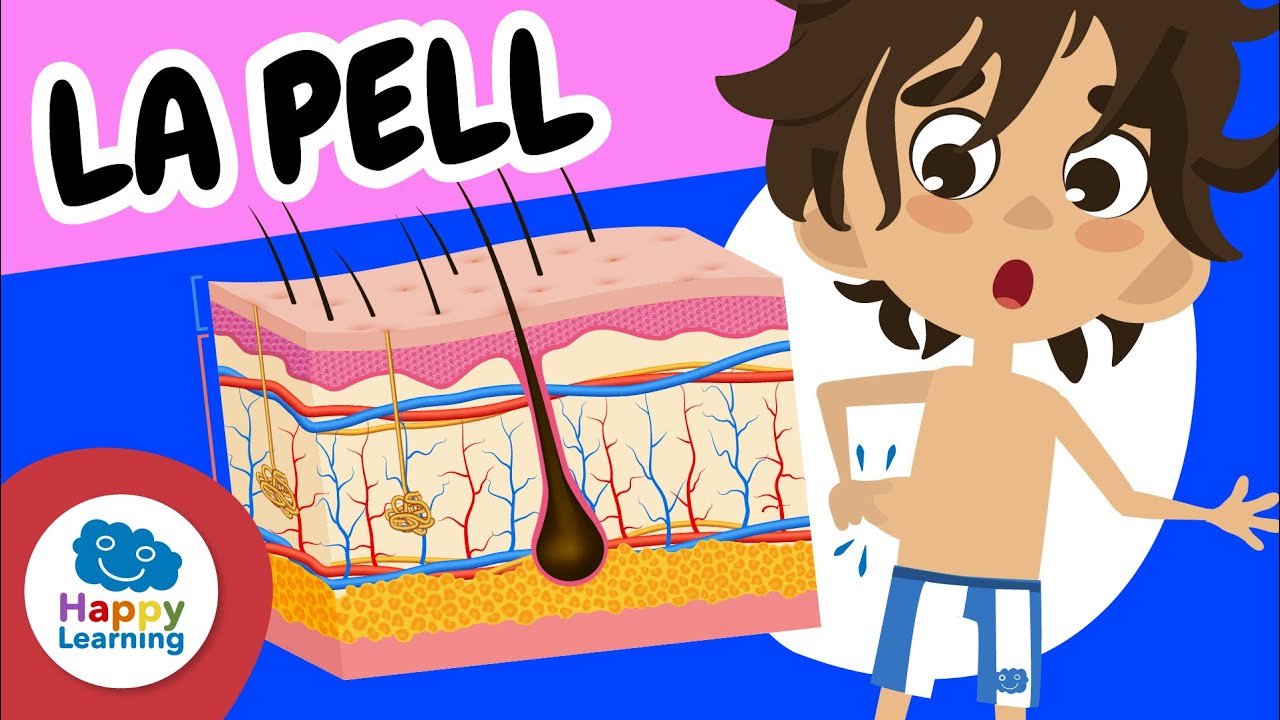 😯 LA PELL: L’òrgan més gran del cos humà! | | Vídeos educatius per a nens en llengua catalana