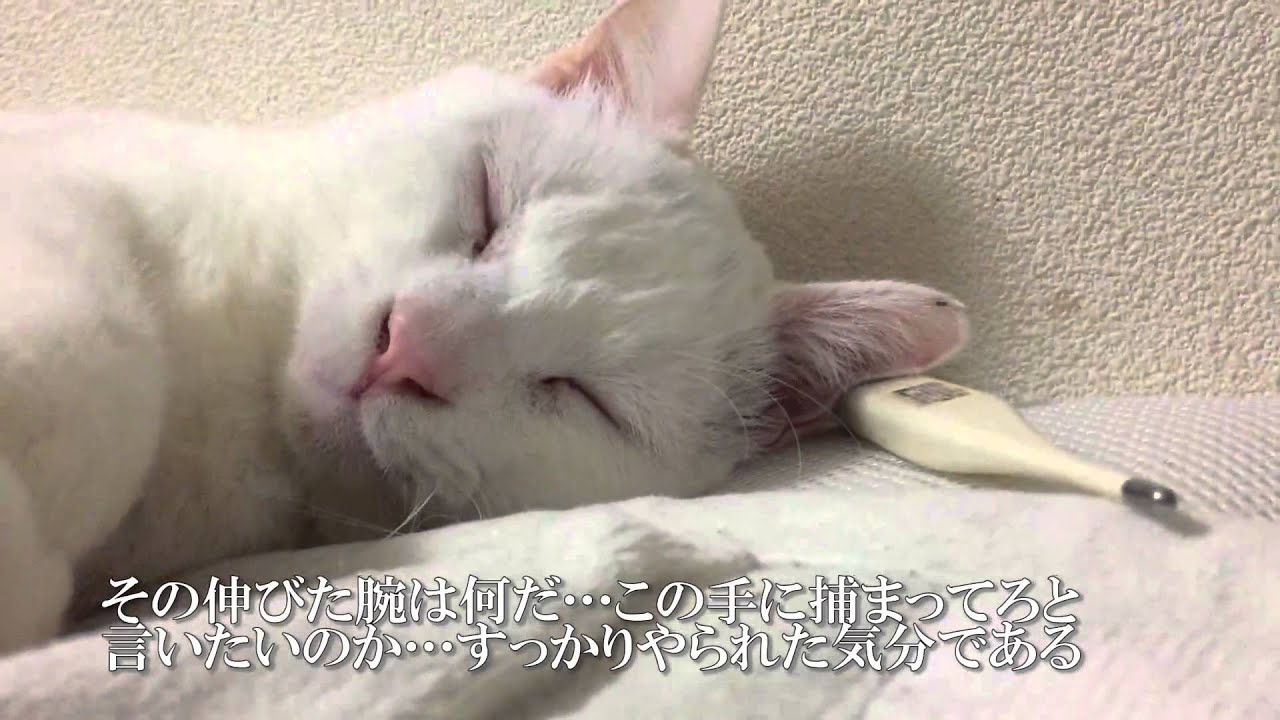【宇宙猫】保護猫、主の看病をする My cat nursed me.