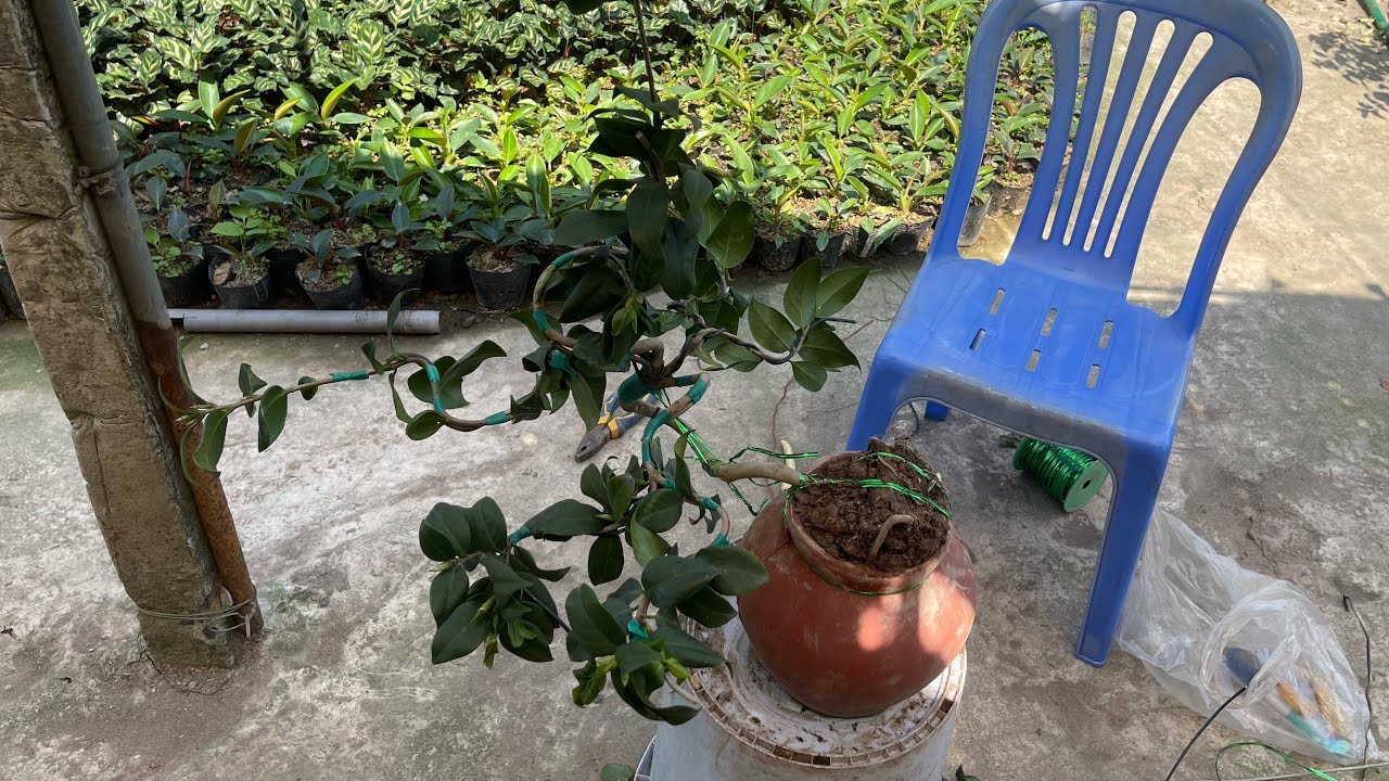 Uốn trà my bonsai trên bình chữ lộc -đơn giản mà đẹp mắt ai cũng có thể làm được 