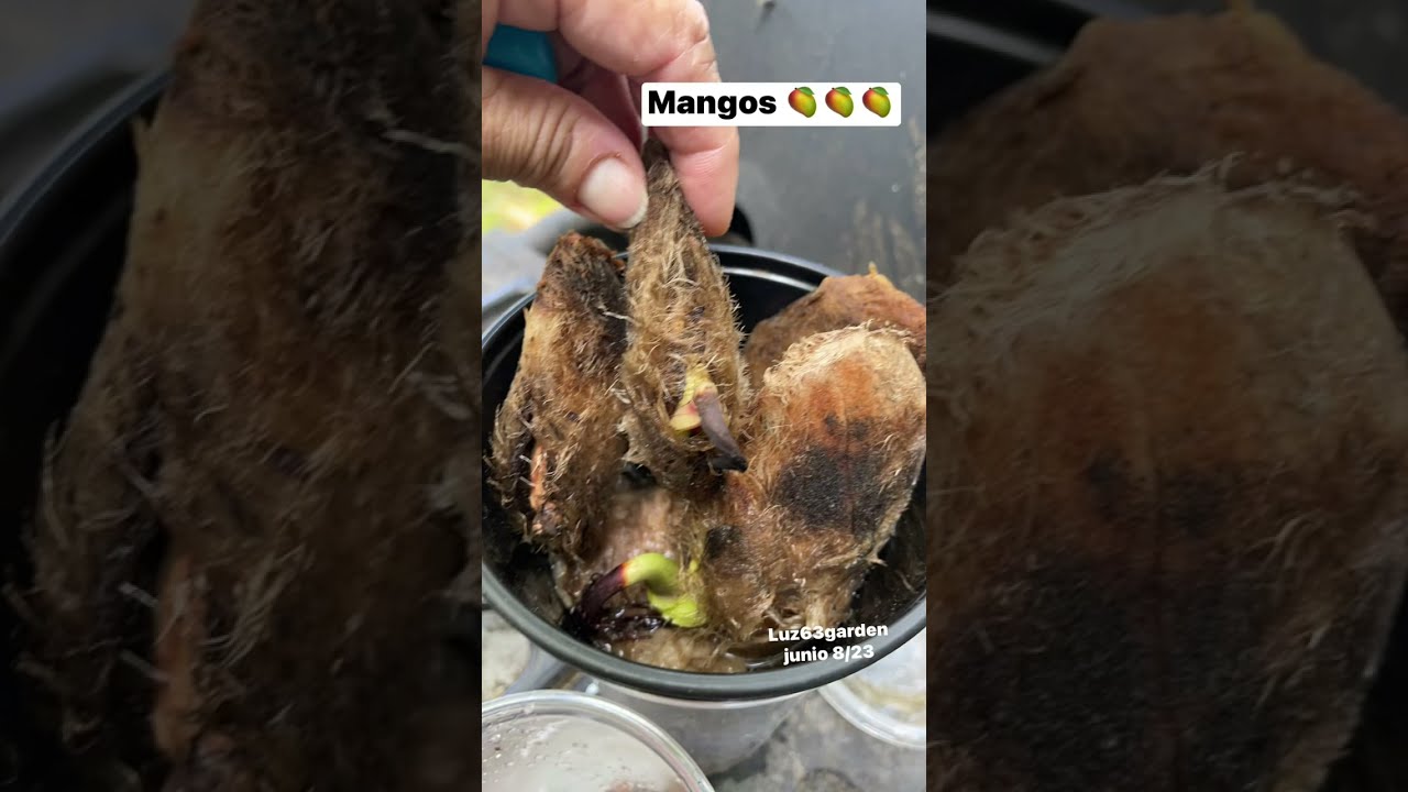 Sembrando mis semillas o pepas de mango 🥭 germinados en agua, en maceta🪴#shorts