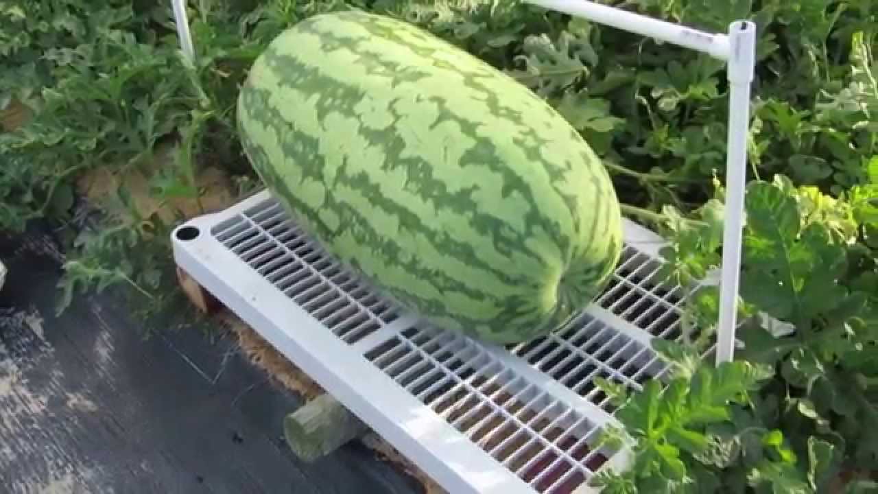 Giant watermelon growing