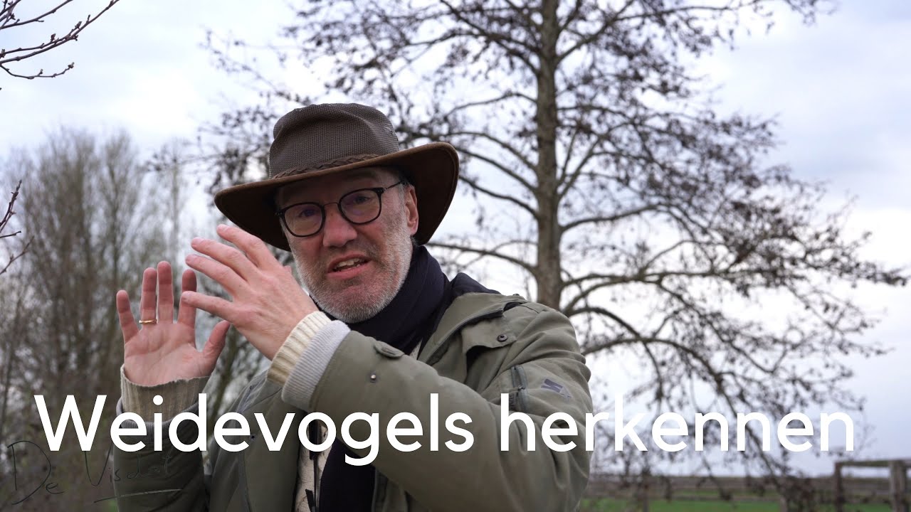 Leer 13 soorten weidevogels herkennen #295