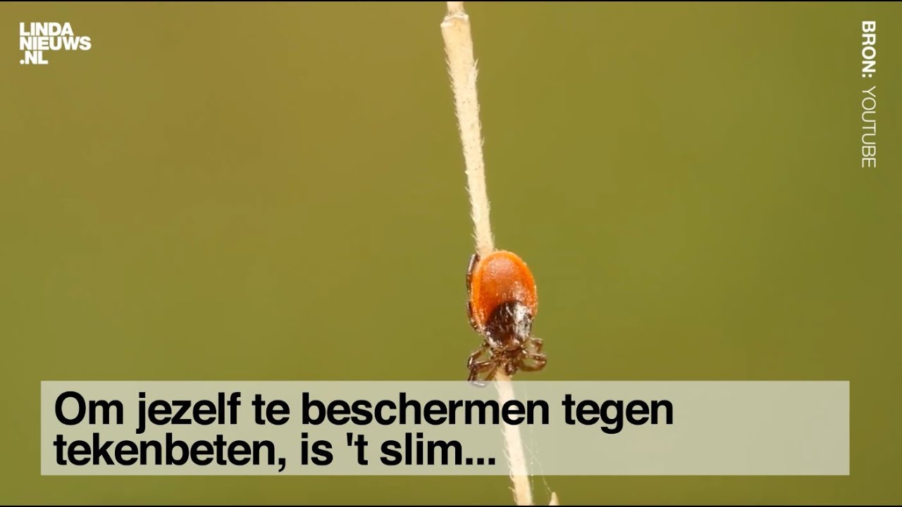Zo kun je een teek herkennen en verwijderen || LINDA.