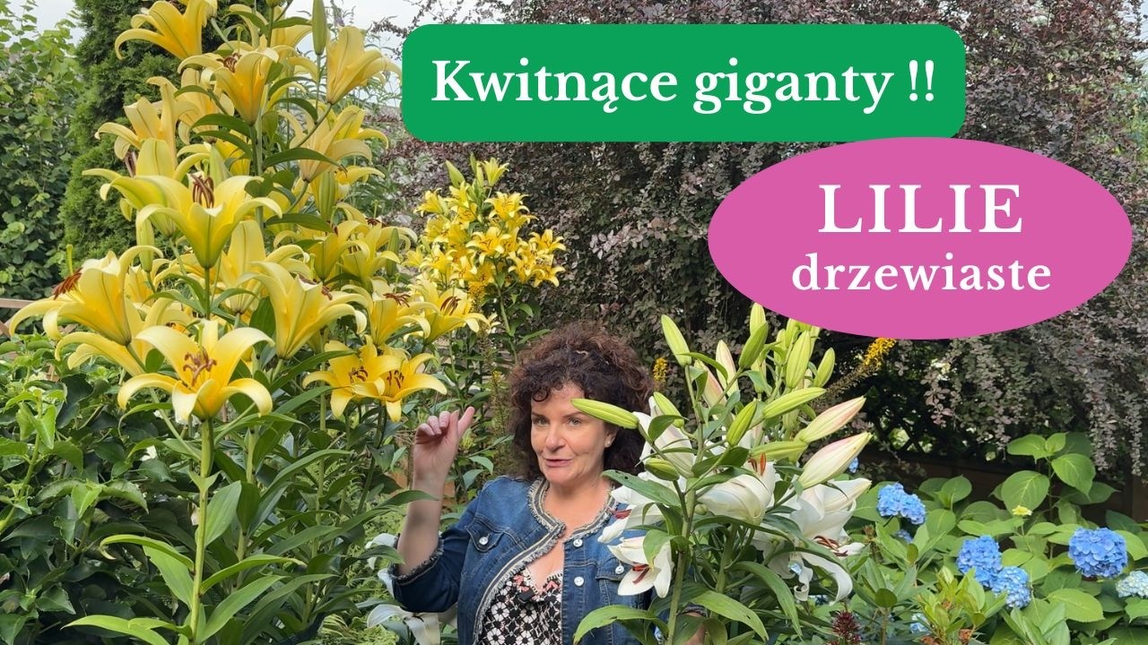 LILIE DRZEWIASTE🌺Najpiękniejsze rośliny cebulowe kwitnące latem🌺Jak uprawiać LILIE w ogrodzie?
