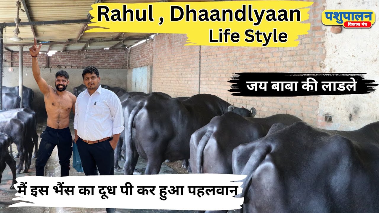 जय बाबा की लाडले || #rahuldhandlaniya  || Life Style || Pashupalan vikas manch @rahulpahalwan