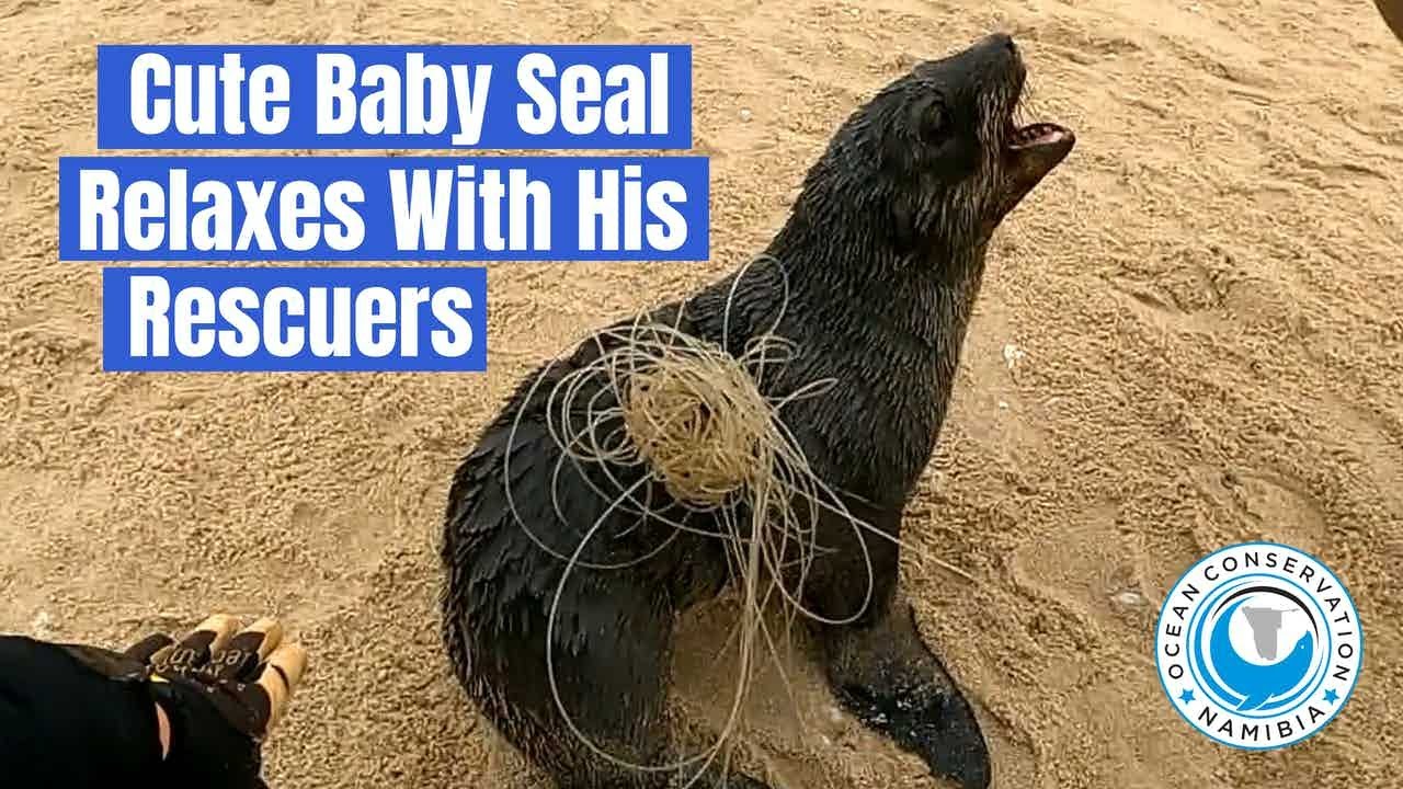 Baby Seal Relaxes with Rescuers