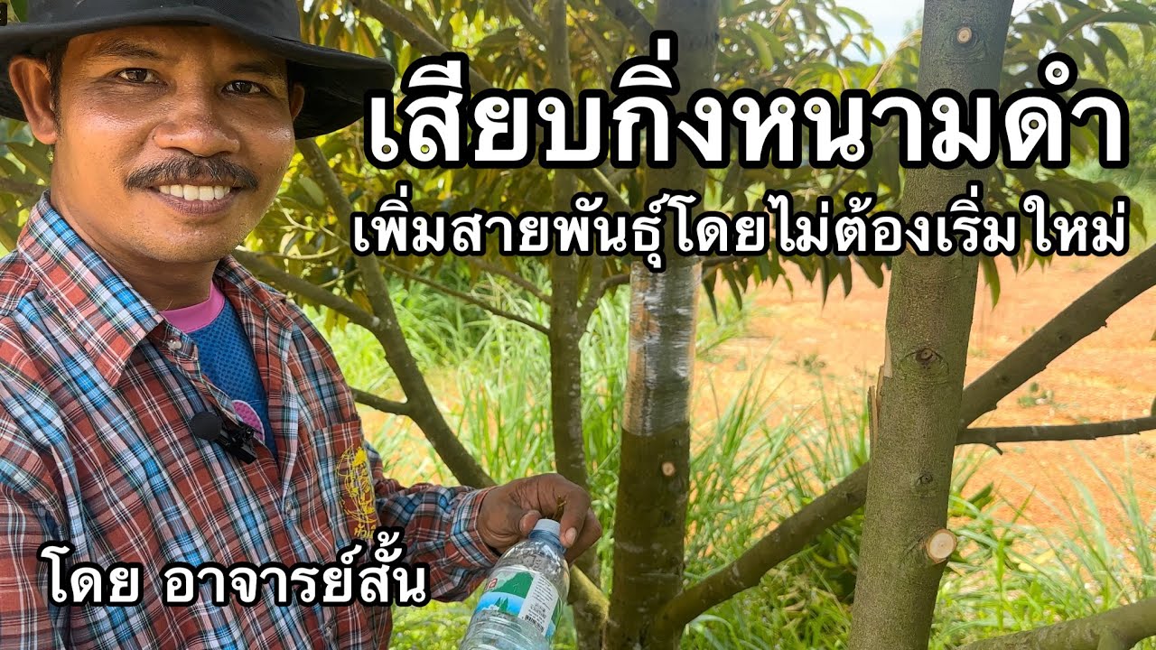 สอนเสียบกิ่งหนามดำ เพิ่มพันธุ์ให้ต้นทุเรียนพวงมณี โดยไม่ต้องเริ่มปลูกใหม่ | อาจารย์สั้น