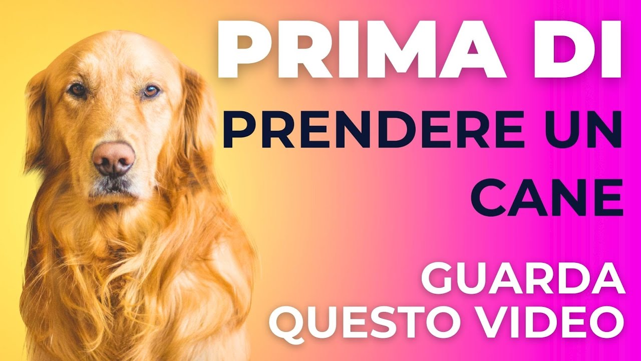 Cosa sapere prima di prendere un cane