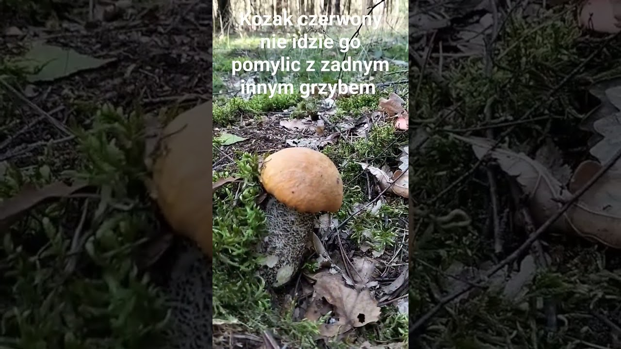 kozak czerwony #grzyby #las #udostępnij #polska #poland #mushrooms