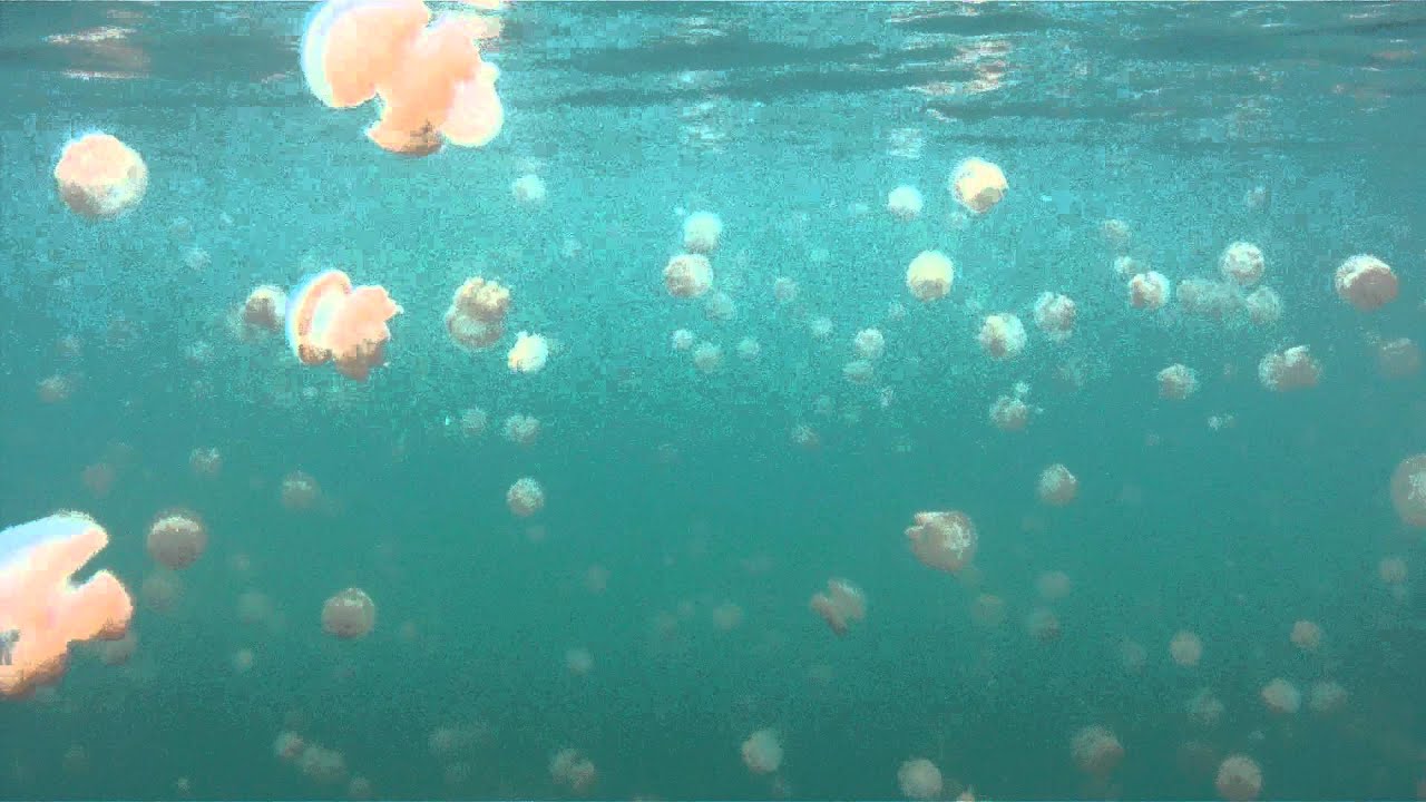 Jellyfish Lake Snorkeling, Palau. HD Gopro 2