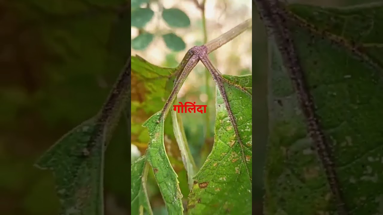 #medicinal #herbal #health #viralvideo #viralshorts #natural #video #nature#viralreels