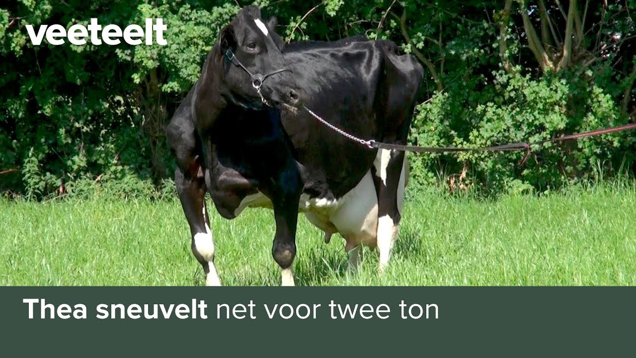 Thea sneuvelt net voor twee ton