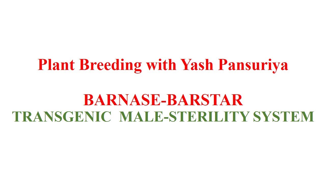 Barnase-Barstar Transgenic Genetic Male Sterility/Pollination Control