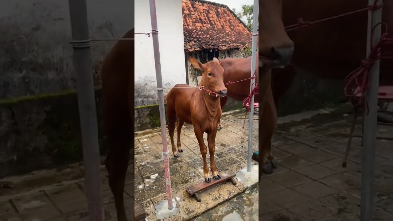 August 4, 2024 || Bullrace Bulllover #bull #trending #shorts #viral #video #like