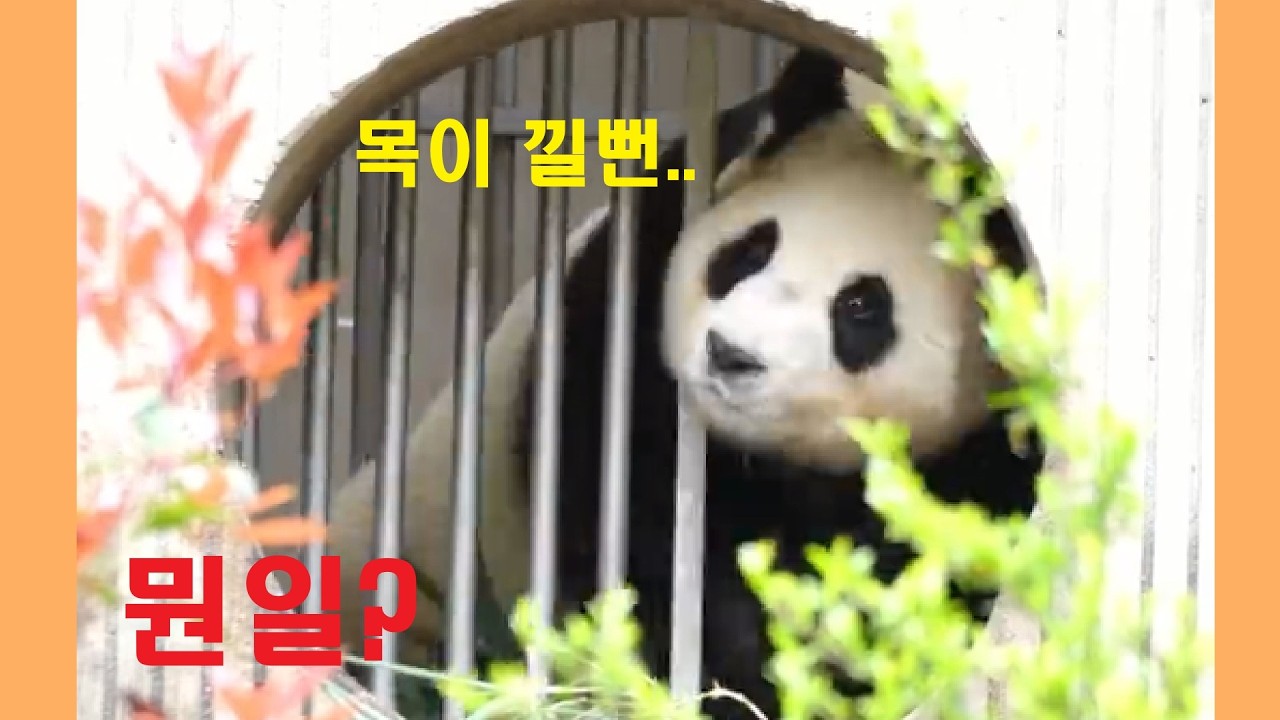 [풀] 푸바오 목 낄 뻔 했잖아!! 무슨 일이야?
