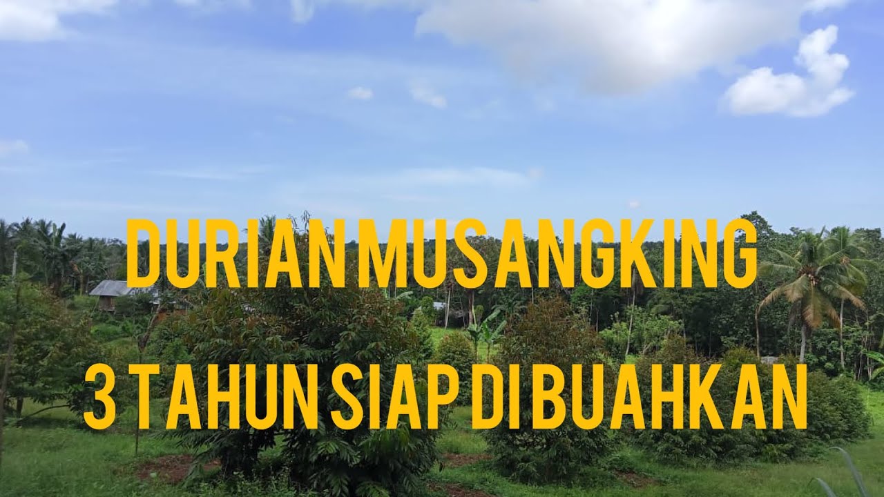 Durian musangking umur 3 tahun siap untuk di buahkan #durianindonesia #musangking