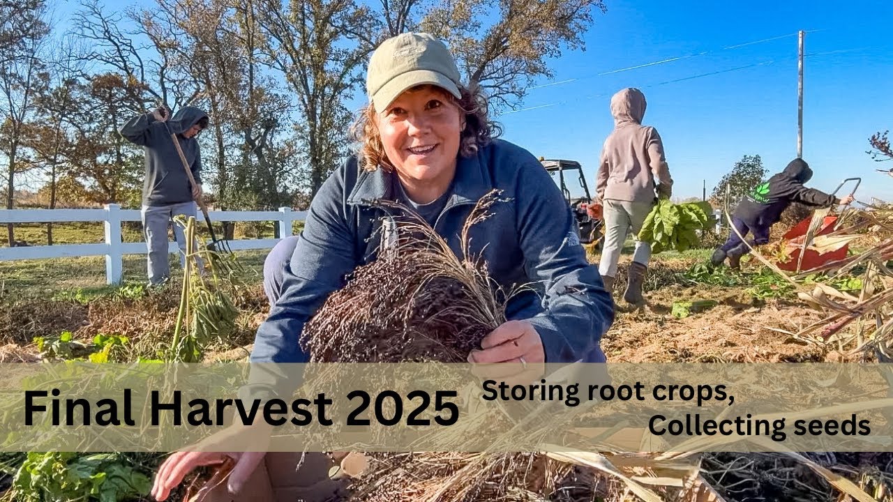 Финальный урожай 2025 года, хранение корнеплодов, сбор семян!