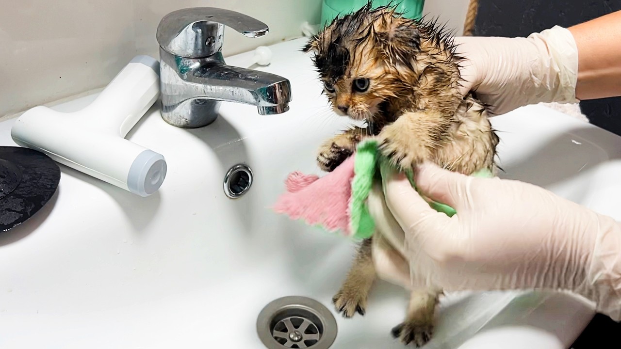 The first bath of Teddy the kitten, whose foster brother got sick