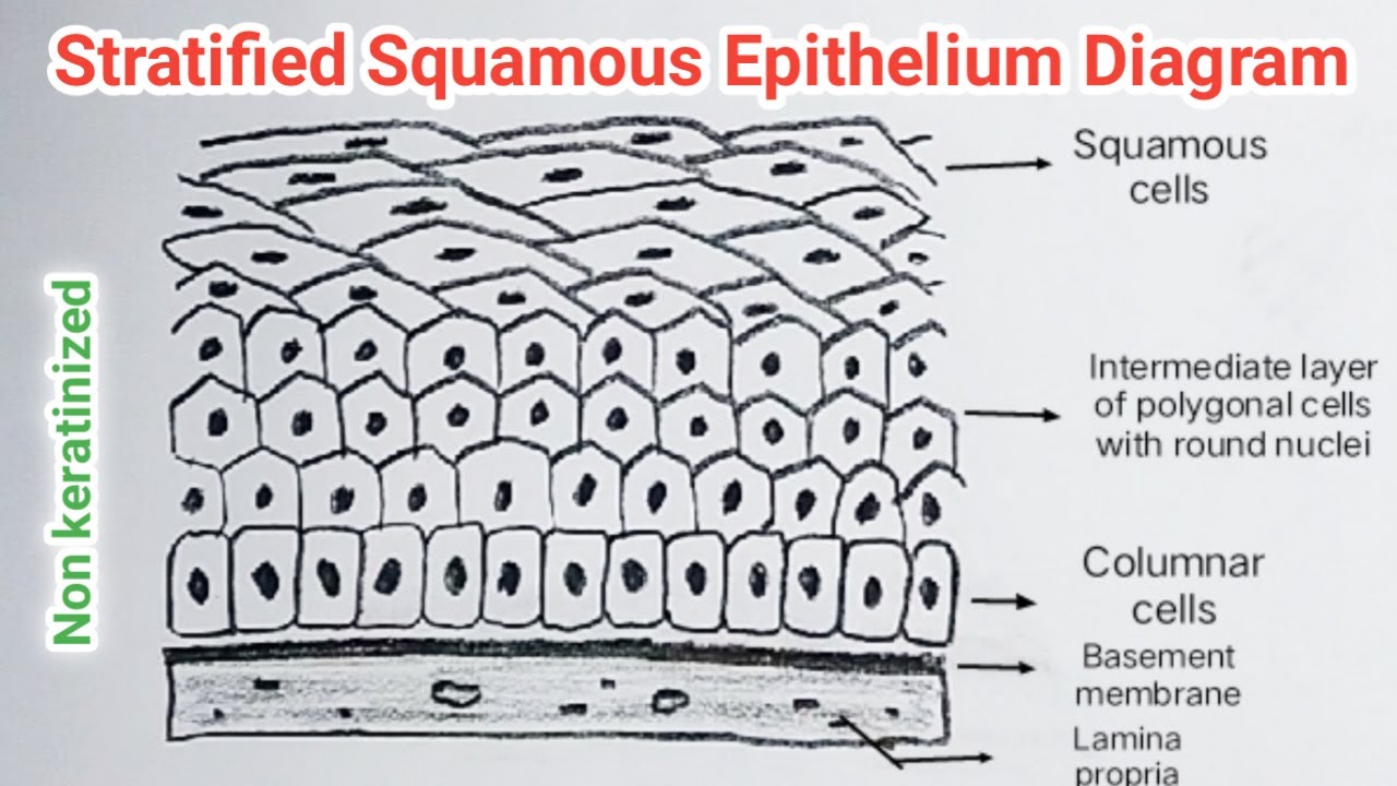 How to Draw Stratified Squamous Epithelium / Stratified Squamous Epithelium Diagram