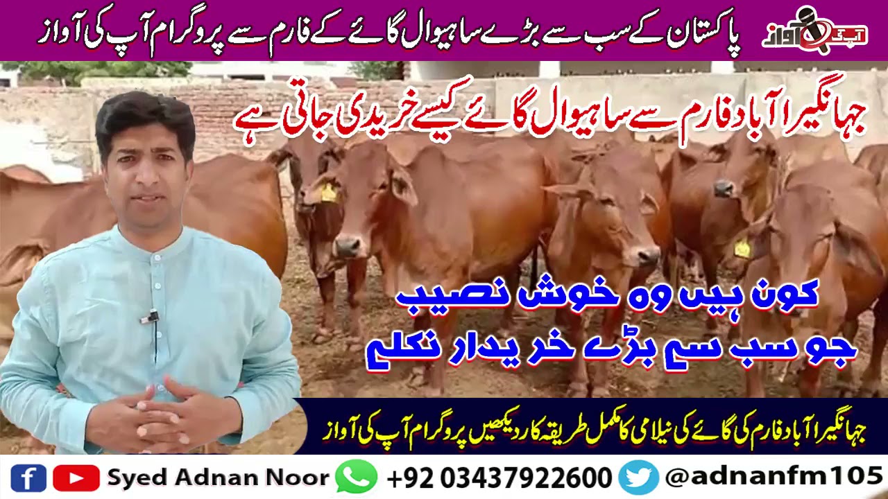 Sahiwal Cow Price | Sahiwal Cow Jhangerabad | Sahiwal Cow For Sale | Syed Adnan Noor