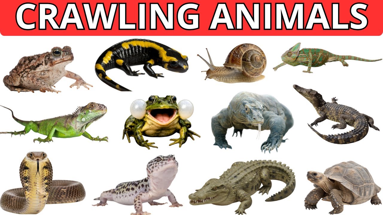 Reptiles and Crawling Animals for Kids | Reptiles & Crawling Creatures With Sounds & Pictures