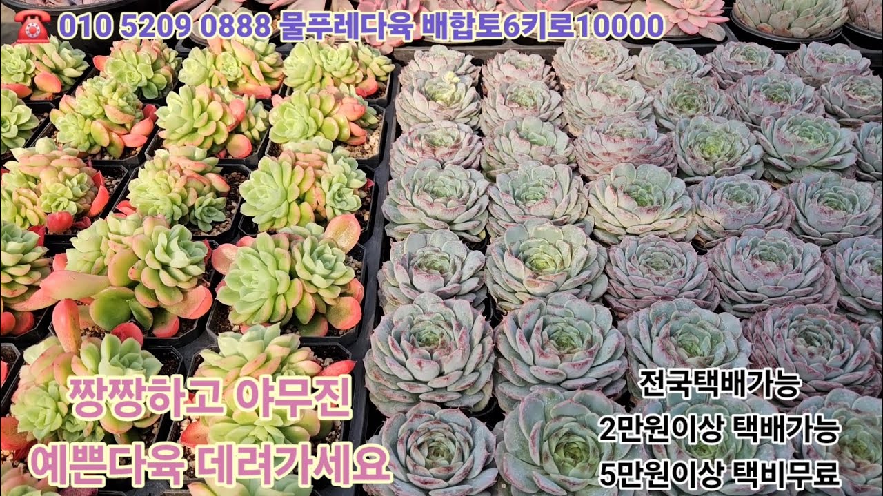 1/18(카드결제가능)택배는 날씨봐가면서 순차적으로 보내드리겠습니다 