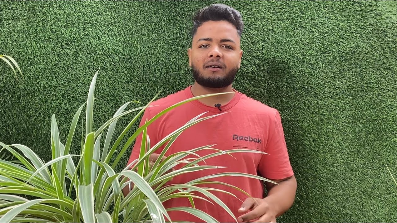 How to Care Your Spider this Season | Spider plants Caring tips | Easiest way to propagate Spider