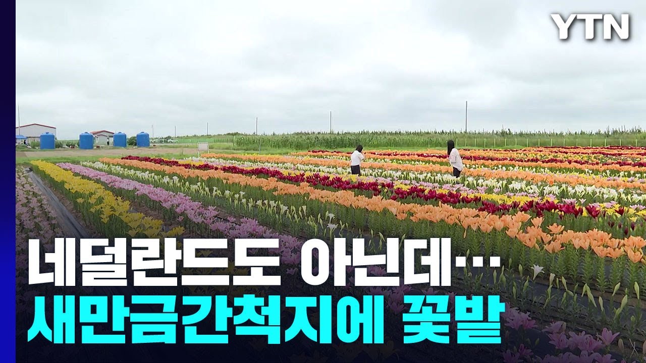 네덜란드도 아닌데...바다 메운 간척지에 웬 꽃밭? / YTN