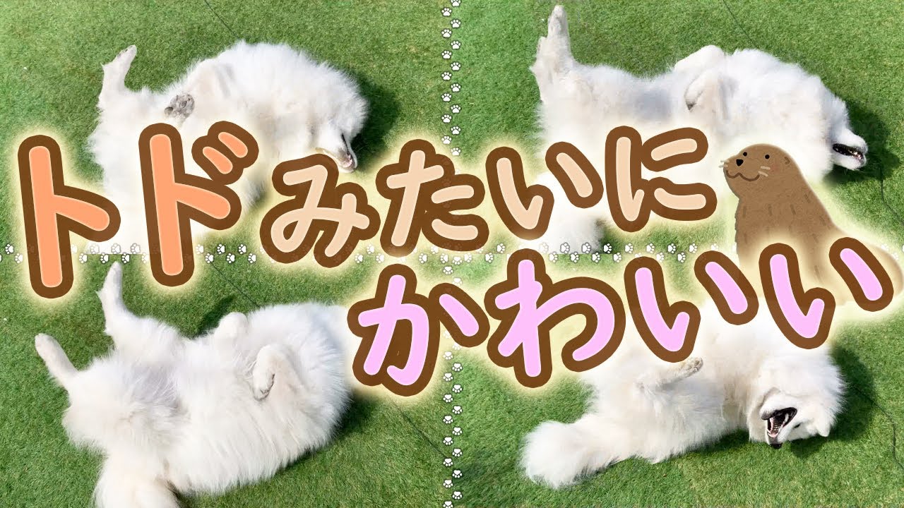 のたうちまわって楽しそうなサモエドさくら