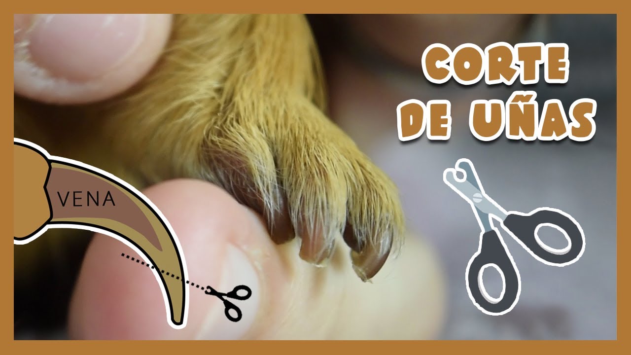 ✂ ¿CÓMO CORTAR LAS UÑAS A UNA COBAYA? 🐹 Información + Herramientas + Tutorial + Tips uñas oscuras