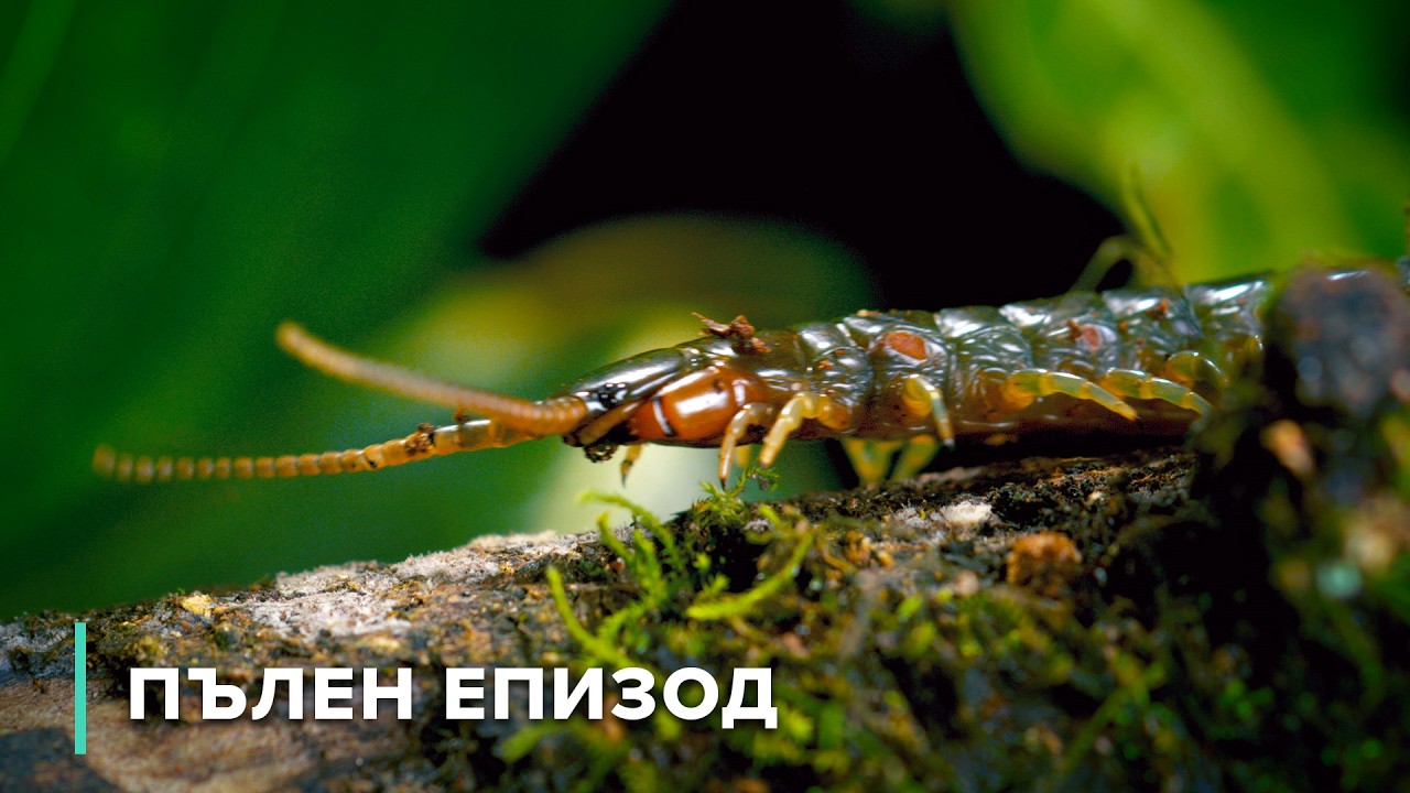 Горите на смъртта: Хищници, плячка и отровни растения | Опасни австралийски животни 101