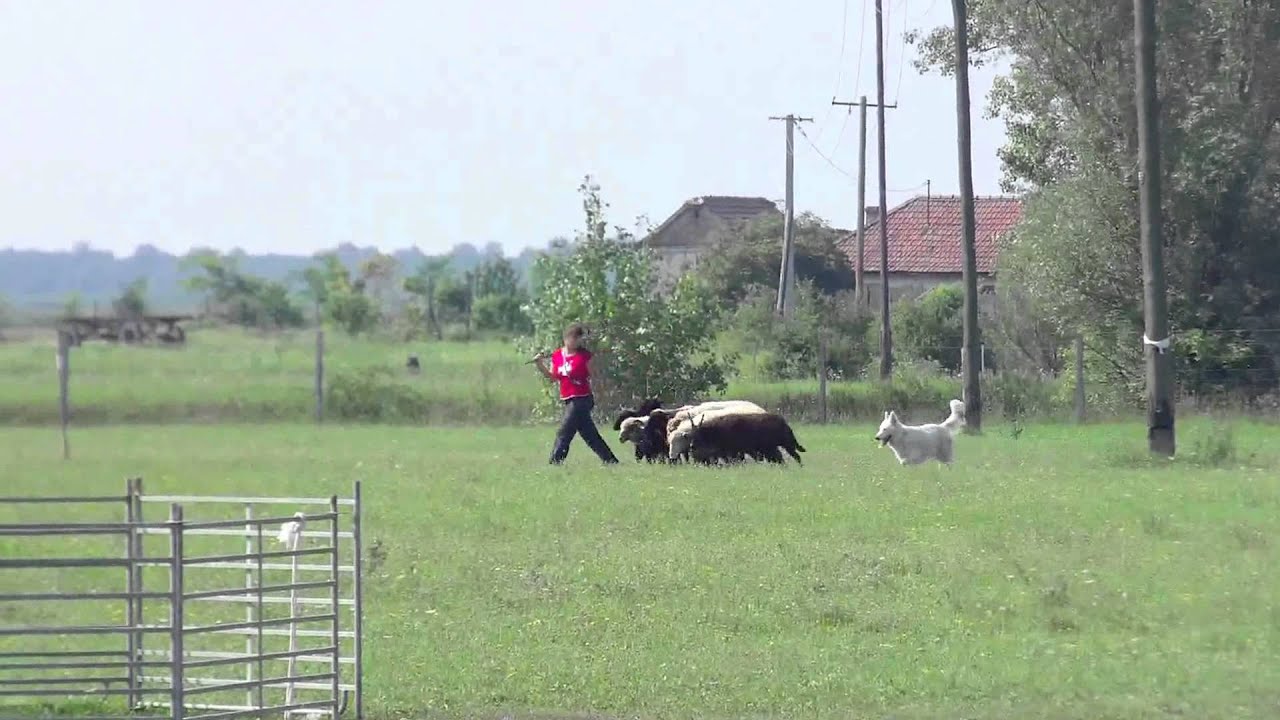 Herding Working Test by Aminah the White Swiss Shepherd