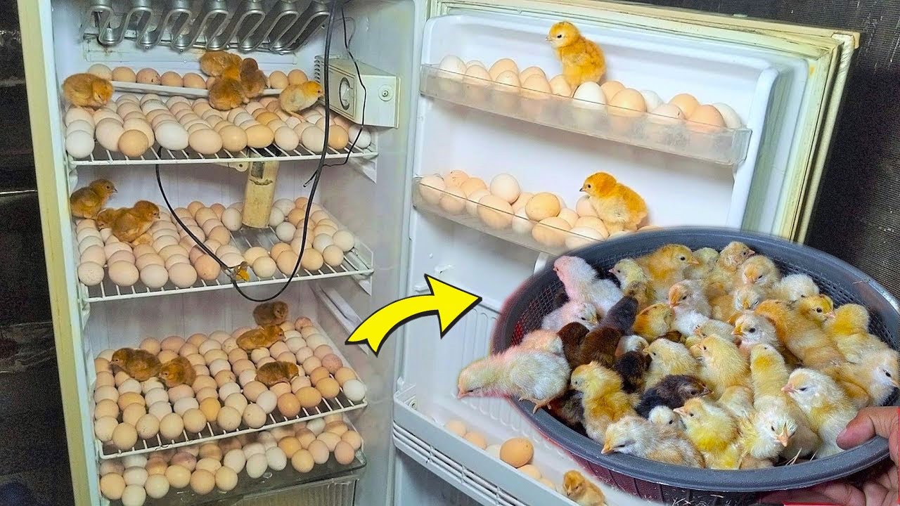 Egg Hatching In old REFRIGERATOR (fridge) - Hatch 200 Chicks In Fridge