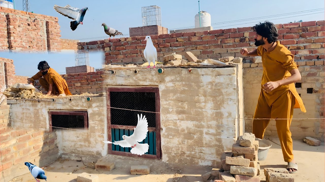 Pigeon Cage Ki Chat Gira Di 😱 Pigeon Cage Setup || Zeeshan Faryad