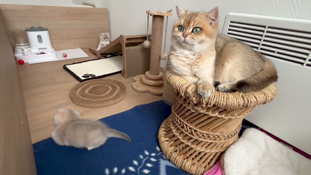 Sweet Day with Mommy | A Full Day of Kitten Happiness 🐱💞