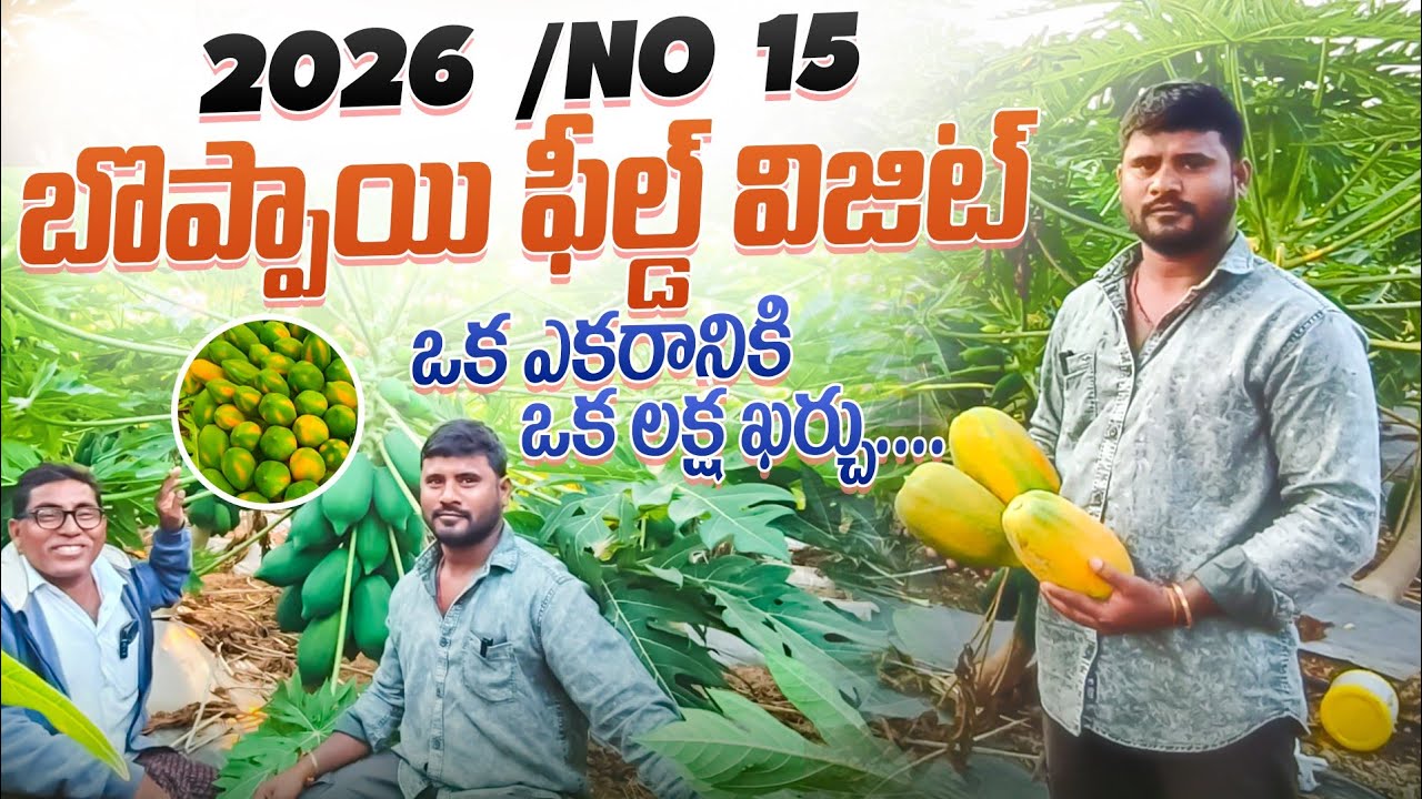 నెంబర్ 15 బొప్పాయి మొక్కల కోసం#9951542891# AP& తెలంగాణ ప్రతి చోట డెలివరీ చేయబడును#