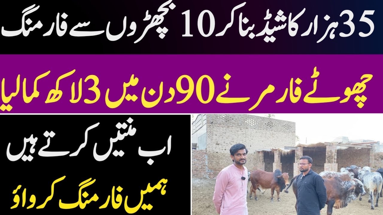 Bachra Farming Business Idea 2024: A Profitable Venture in Pakistan 🇵🇰