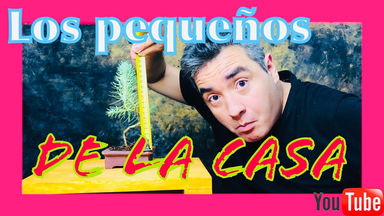 😰Hacemos los bonsais mas pequeños!!  SHITO Y MAME.