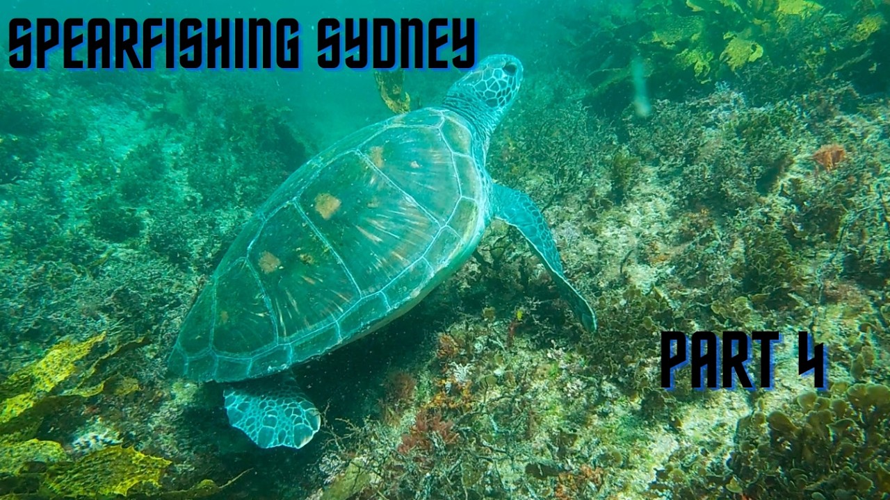 Spearfishing Sydney NSW Part 4