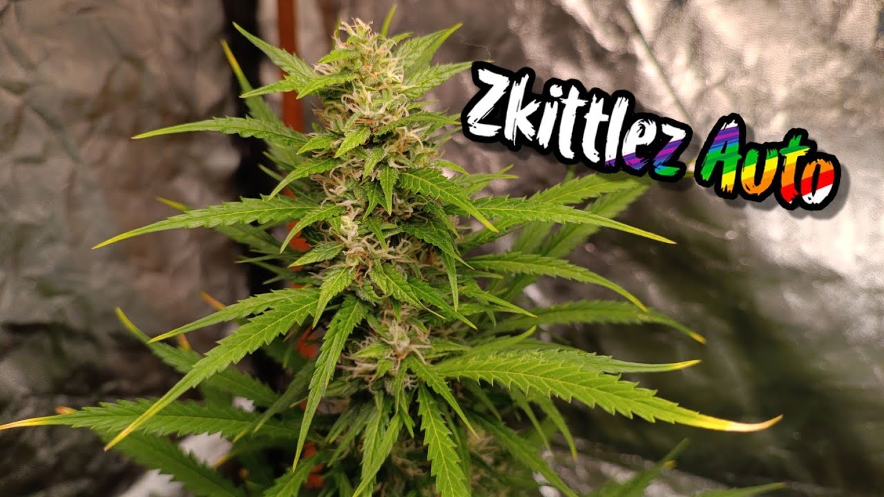 ZKITTLEZ  AUTO -Seguimiento completo🌿