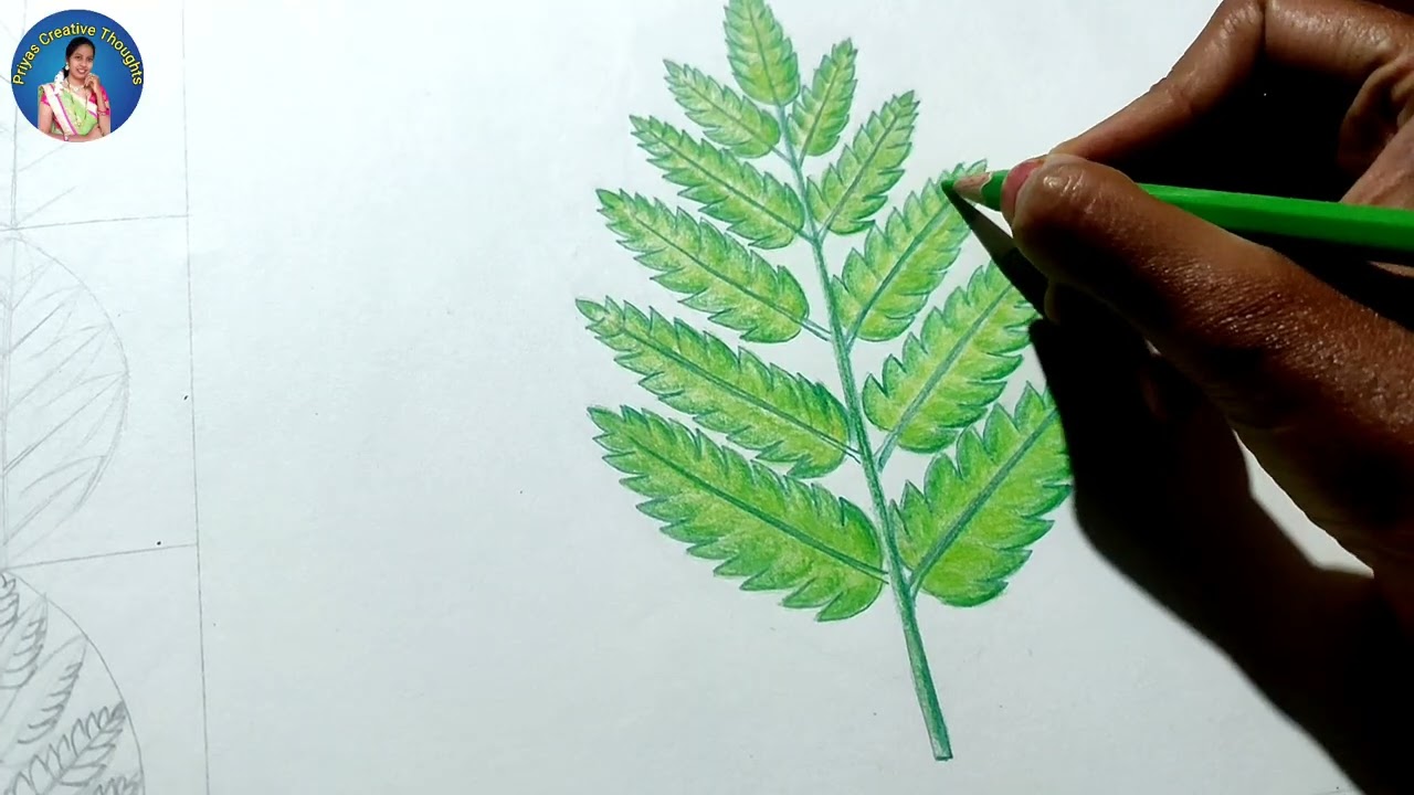 How to draw a leaf | Easy Leaf drawing