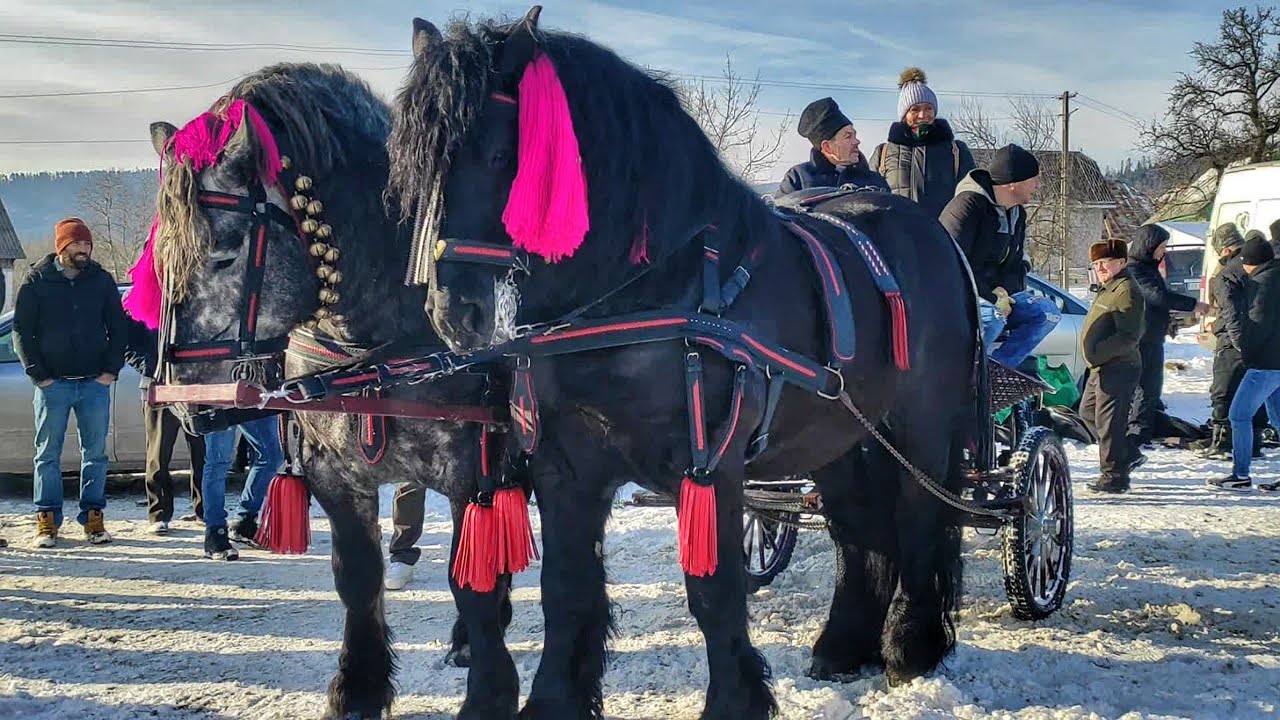🆕☃️РУМУНІЯ НЕ ПЕРЕСТАЄ ДИВУВАТИ І ЛЮДИ ЯКІ ЖИВУТЬ♥️ КІНЬМИ/Târgul de cai BUKOVINA SOLCA/КІННИЙ БАЗАР
