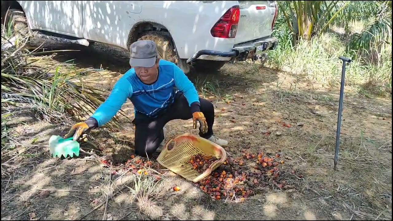 Loading buah sawit dan jual terus ke ramp