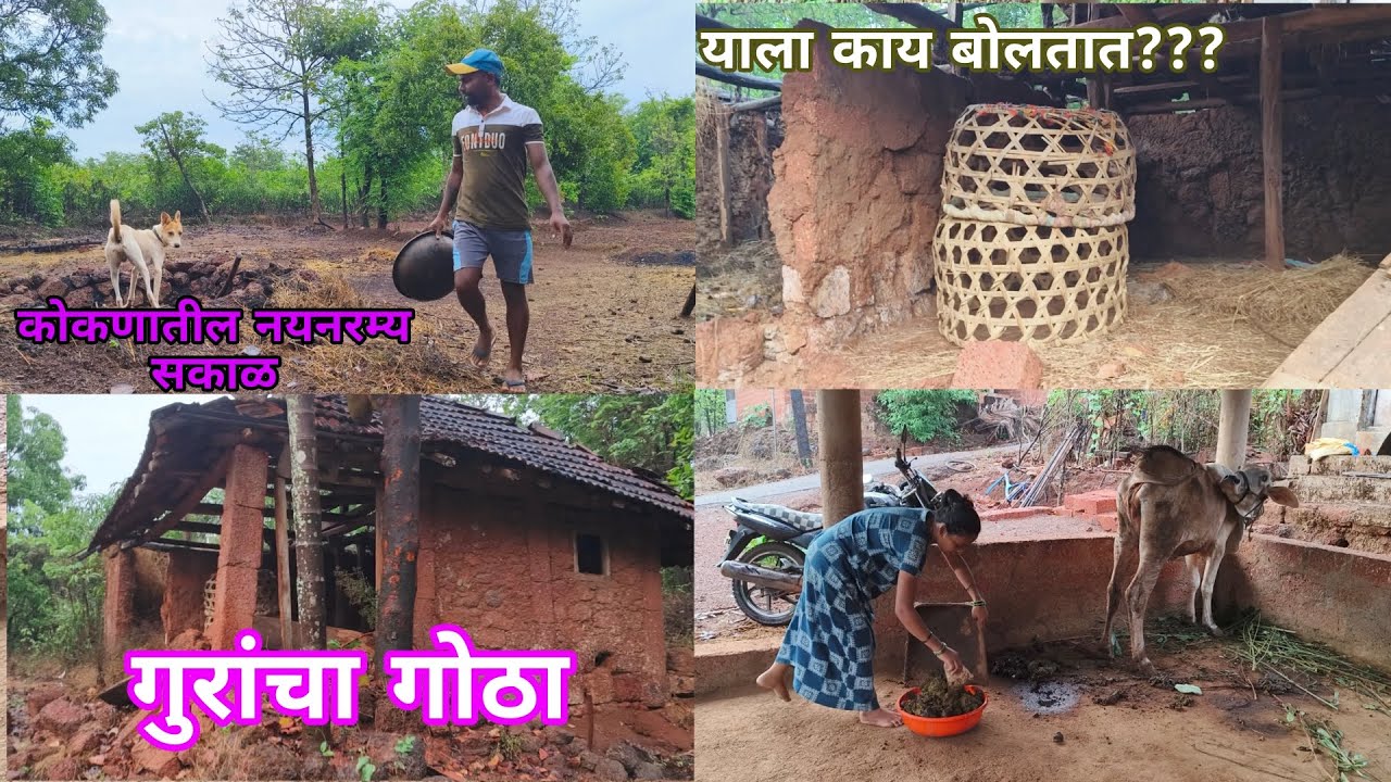 कोकणातील सकाळच्या वातावरणात केलेली कामे | नयनरम्य सकाळ | #gav_majh_kokan #kokan #konkan