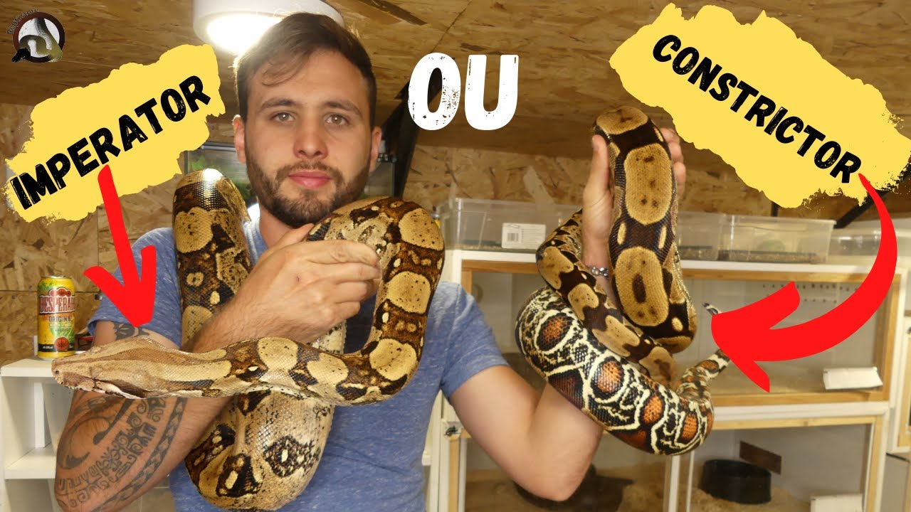 Différence entre le BOA CONSTRICTOR et IMPERATOR ?????