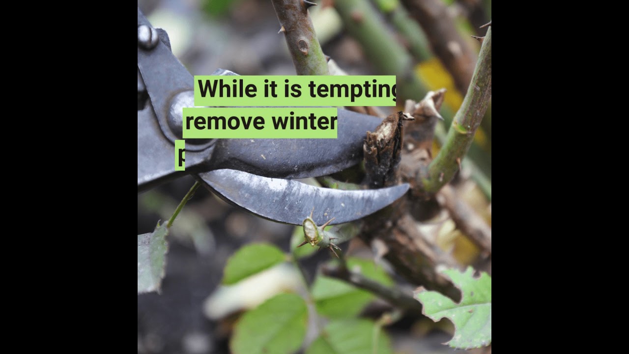 Winter Damage to Shrubs