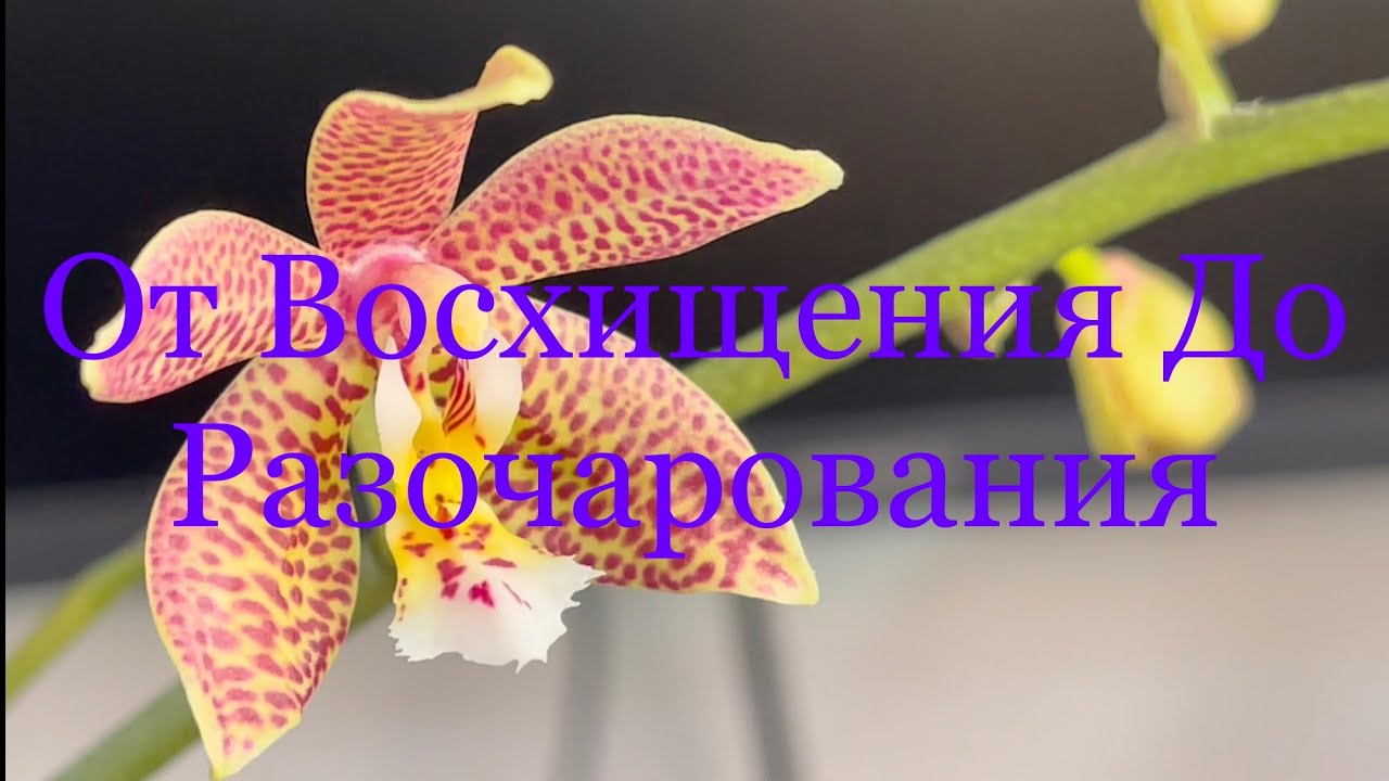 16.02.23 Цветение SPIDER