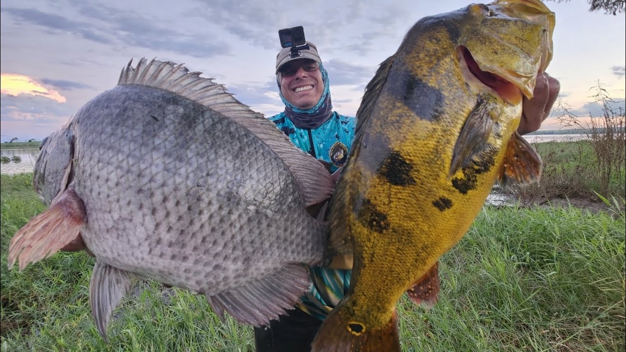 Quando o cardume encosta até  a tilapia aparece so saiu Gigantes ! #pescaria 